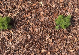 Kora Sosnowa Ogrodnicza Kompostowana 10-60mm 80L